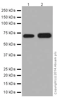 Western blot - Anti-Factor X antibody [EPR16249] (AB196023)