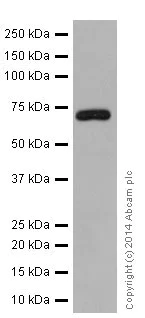 Western blot - Anti-Factor X antibody [EPR16249] (AB196023)