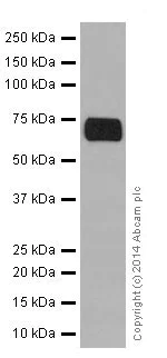 Western blot - Anti-Factor X antibody [EPR16249] (AB196023)