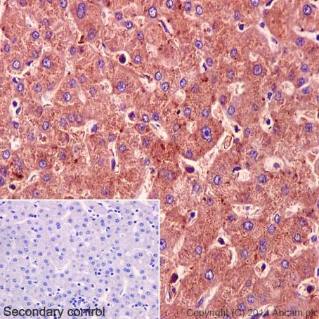Immunohistochemistry (Formalin/PFA-fixed paraffin-embedded sections) - Anti-Factor X antibody [EPR16249] - BSA and Azide free (AB238977)