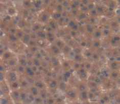 Immunohistochemistry (Formalin/PFA-fixed paraffin-embedded sections) - Anti-Factor XIa antibody (AB232726)