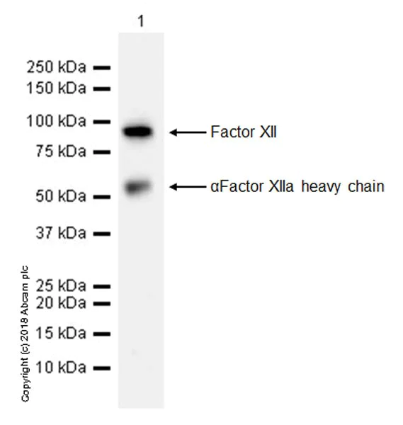 Western blot - Anti-Factor XII antibody [EPR22292-127] (AB242123)