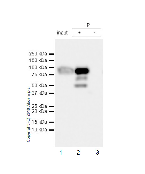 Immunoprecipitation - Anti-Factor XII antibody [EPR22292-127] - BSA and Azide free (AB242152)