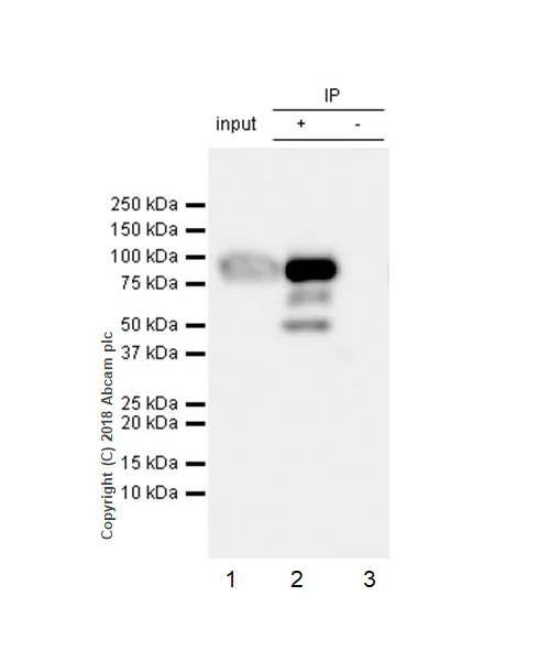 Immunoprecipitation - Anti-Factor XII antibody [EPR22292-127] - BSA and Azide free (AB242152)