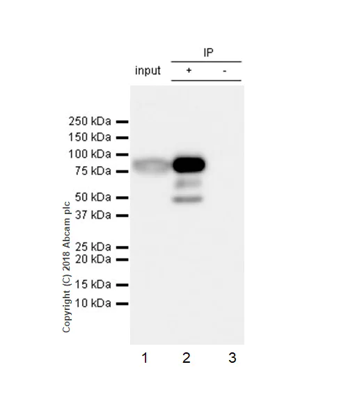 Immunoprecipitation - Anti-Factor XII antibody [EPR22292-127] - BSA and Azide free (AB242152)