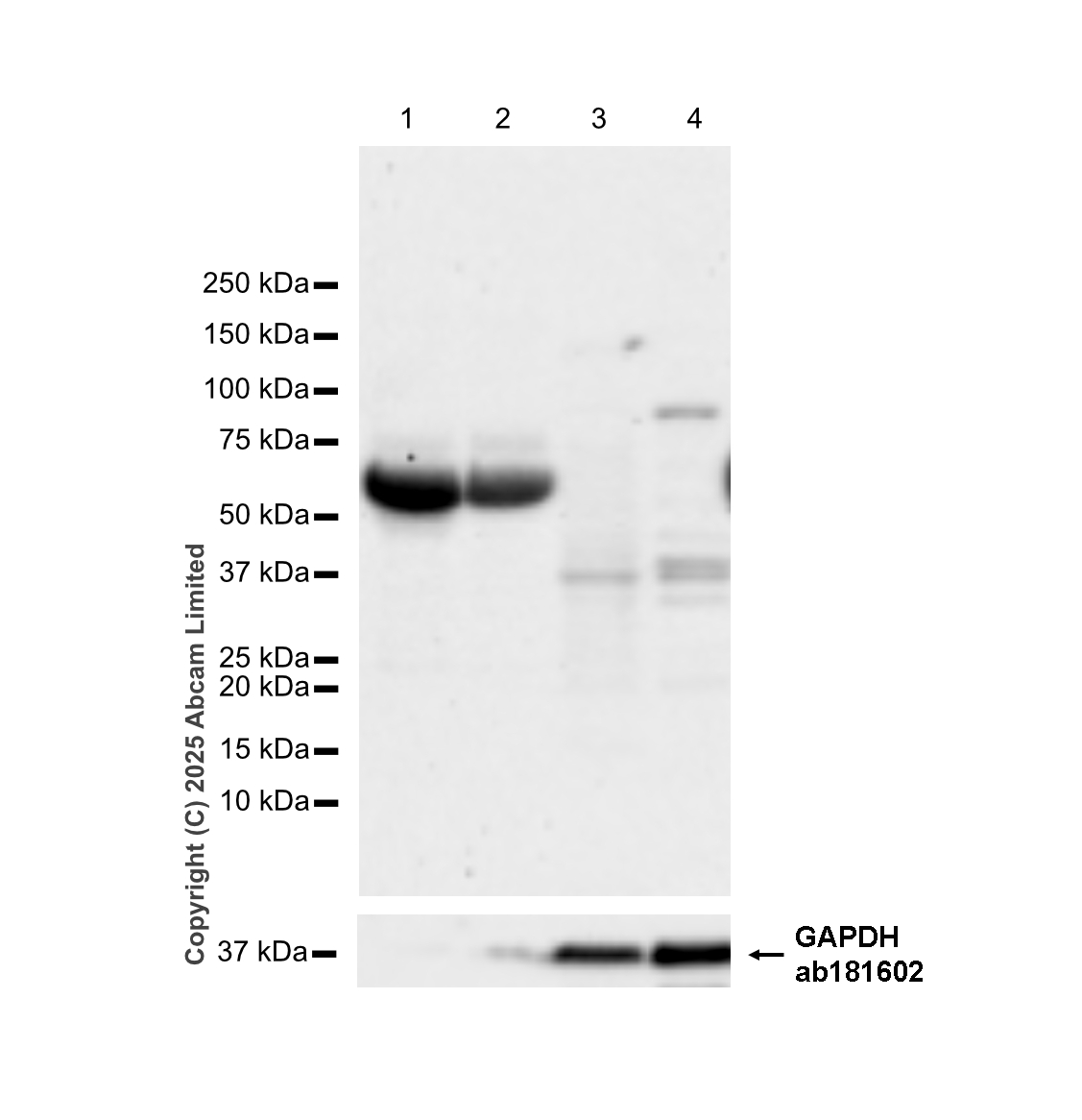 Western blot - Anti-Factor XII antibody [EPR22292-127] - BSA and Azide free (AB242152)