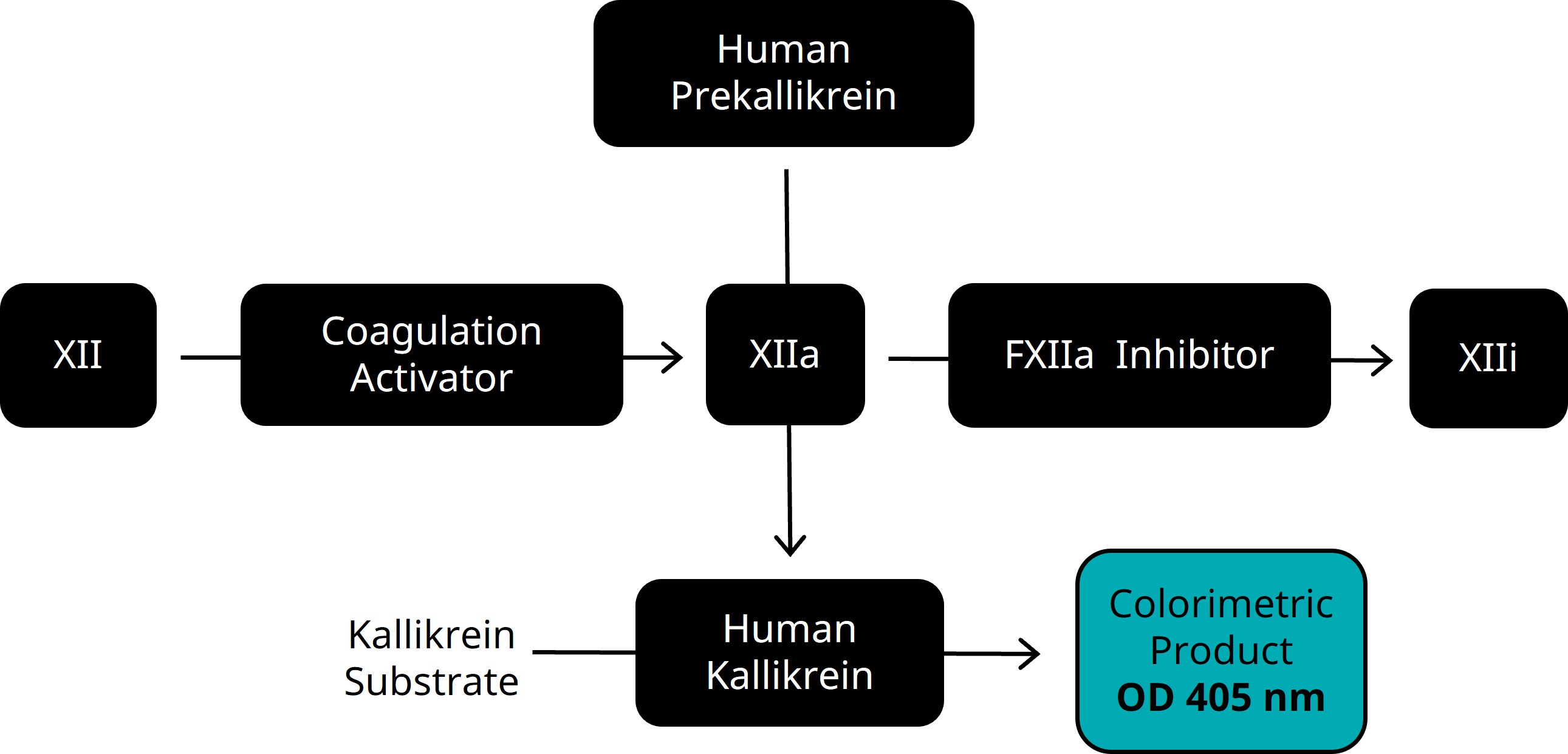 Functional Studies - Factor XII / XIIa Assay Kit (AB241041)