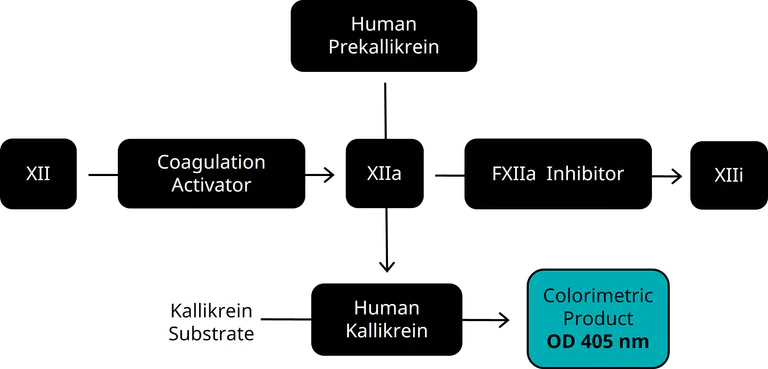 Functional Studies - Factor XII / XIIa Assay Kit (AB241041)