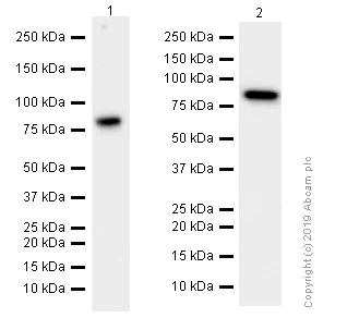 Western blot - Anti-Factor XIIIa antibody [EP3372] (AB76105)