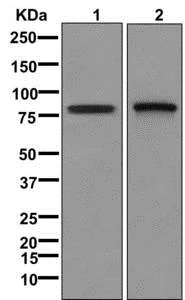 Western blot - Anti-Factor XIIIa antibody [EPR10360] - BSA and Azide free (AB250089)