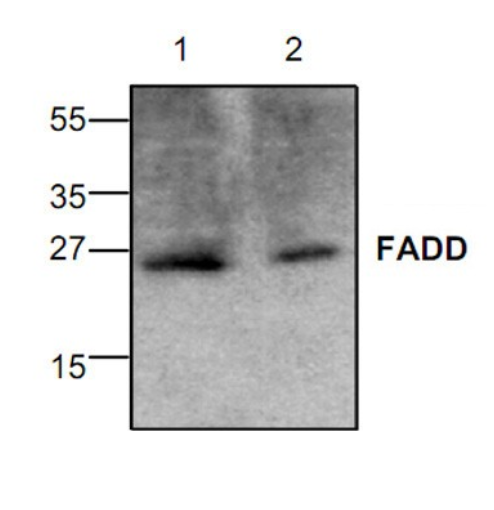Western blot - Anti-FADD antibody (AB24533), expandable thumbnail