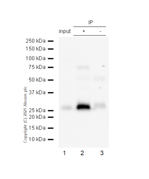 Immunoprecipitation - Anti-FADD antibody [EPR4415] (AB108601), expandable thumbnail