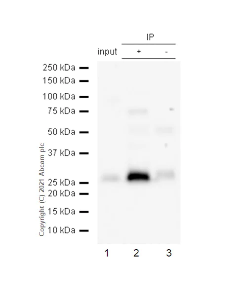 Immunoprecipitation - Anti-FADD antibody [EPR4415] (AB108601)