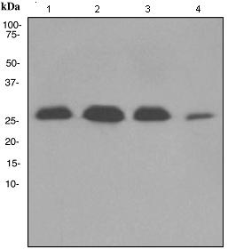 Western blot - Anti-FADD antibody [EPR4415] (ab108601), expandable thumbnail