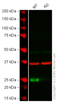 Western blot - Anti-FADD antibody [EPR4415] (AB108601), expandable thumbnail