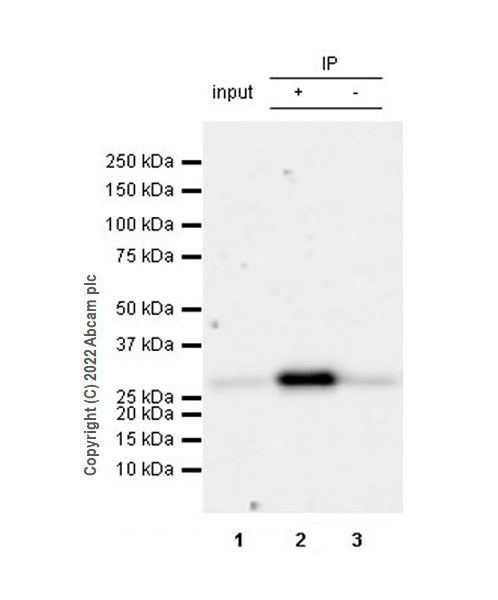 Immunoprecipitation - Anti-FADD antibody [EPR5030] (AB124812), expandable thumbnail