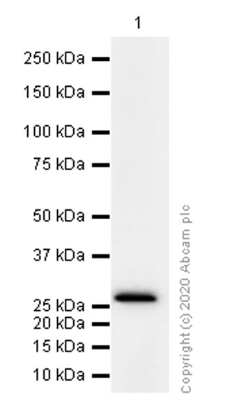 Western blot - Anti-FADD antibody [EPR5030] (AB124812), expandable thumbnail
