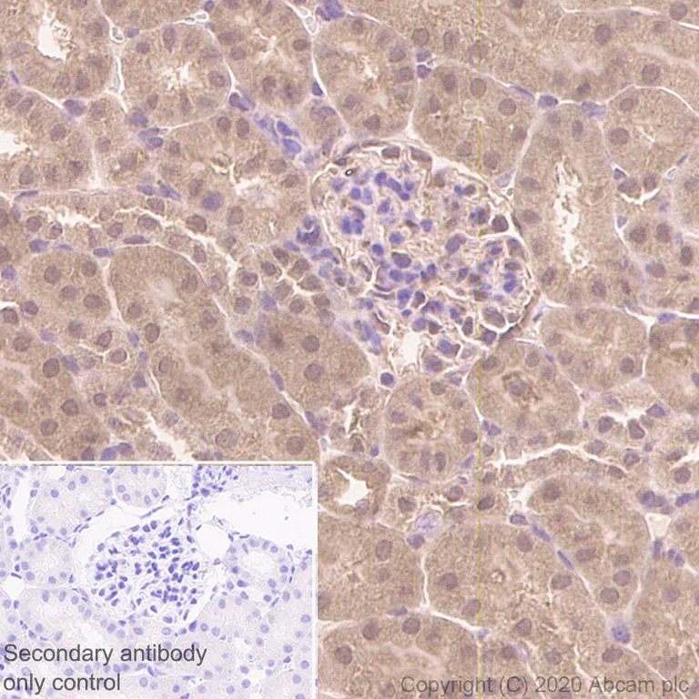 Immunohistochemistry (Formalin/PFA-fixed paraffin-embedded sections) - Anti-FADD antibody [EPR5030] - BSA and Azide free (AB229444)