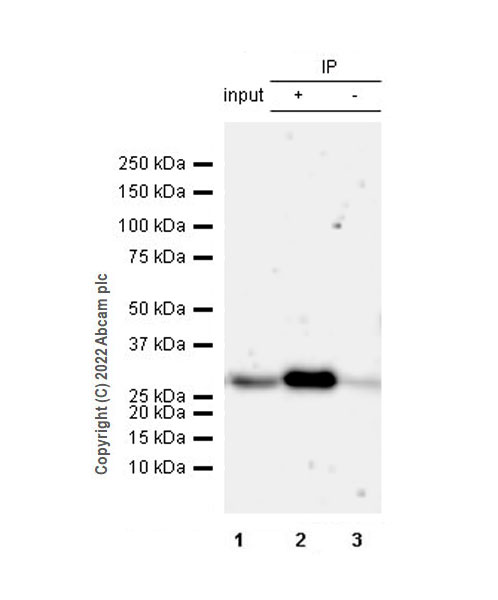 Immunoprecipitation - Anti-FADD antibody [EPR5030] - BSA and Azide free (ab229444), expandable thumbnail