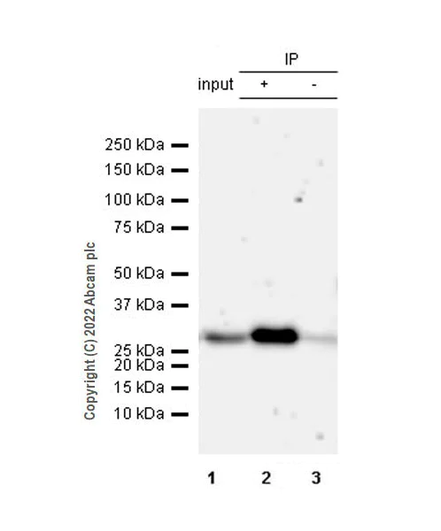 Immunoprecipitation - Anti-FADD antibody [EPR5030] - BSA and Azide free (AB229444)