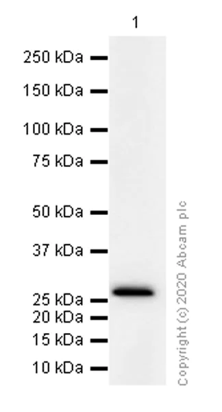Western blot - Anti-FADD antibody [EPR5030] - BSA and Azide free (AB229444)