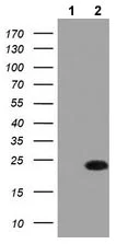 Western blot - Anti-FADD antibody [OTI1C11] (AB119059)