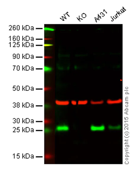 Western blot - Anti-FADD antibody [OTI1C11] (AB119059)