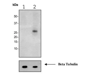 Western blot - Anti-FADD (phospho S194) antibody [EPR1816Y] - BSA and Azide free (AB232047)