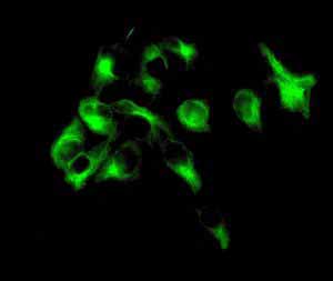 Immunocytochemistry/ Immunofluorescence - Anti-FADS1 antibody [EPR6898] (AB126706), expandable thumbnail