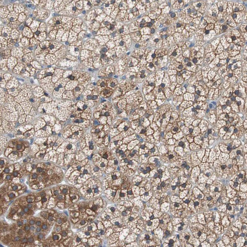 Immunohistochemistry (Formalin/PFA-fixed paraffin-embedded sections) - Anti-FADS2 antibody (AB262943), expandable thumbnail