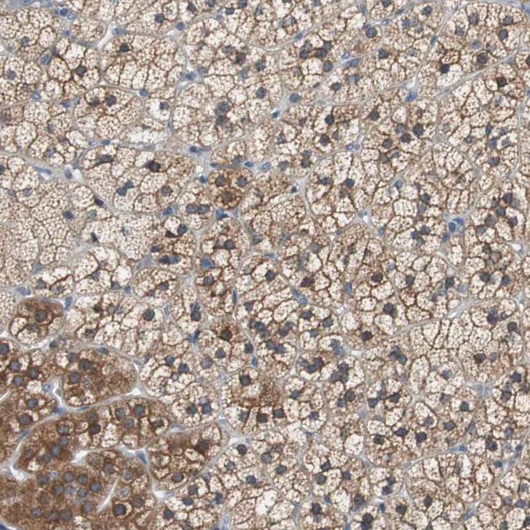 Immunohistochemistry (Formalin/PFA-fixed paraffin-embedded sections) - Anti-FADS2 antibody (AB262943)