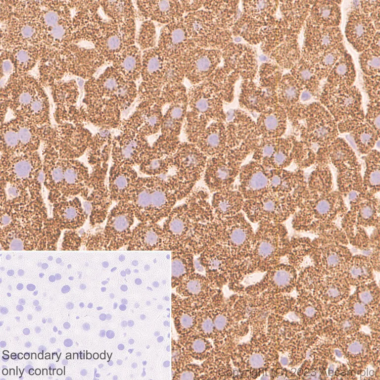 Immunohistochemistry (Formalin/PFA-fixed paraffin-embedded sections) - Anti-FADS2 antibody [EPR27357-82] (AB314317)
