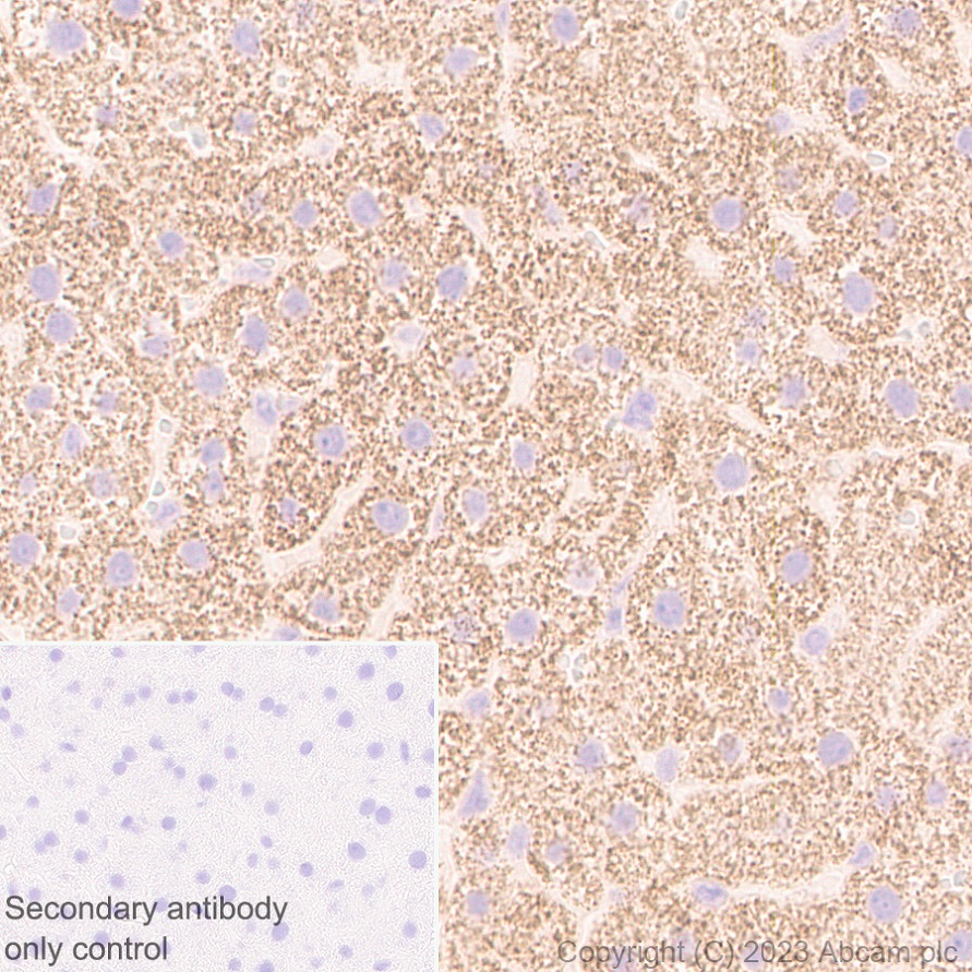 Immunohistochemistry (Formalin/PFA-fixed paraffin-embedded sections) - Anti-FADS2 antibody [EPR27357-82] (AB314317), expandable thumbnail