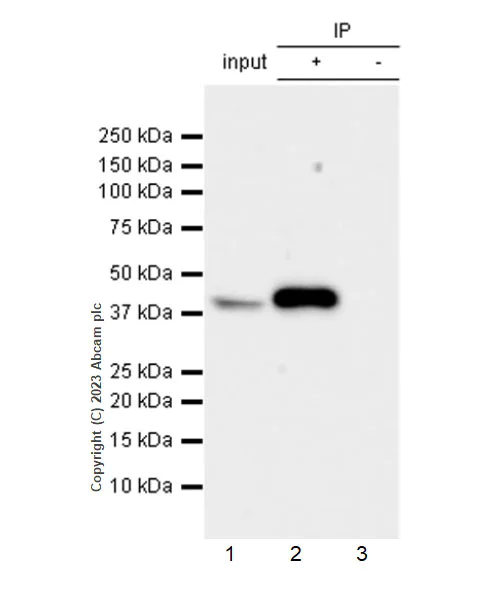 Immunoprecipitation - Anti-FADS2 antibody [EPR27357-82] (AB314317)
