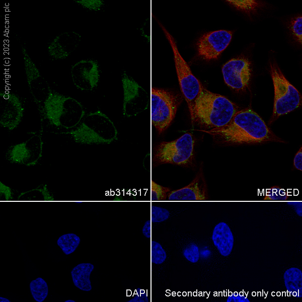Immunocytochemistry/ Immunofluorescence - Anti-FADS2 antibody [EPR27357-82] - BSA and Azide free (AB314318), expandable thumbnail