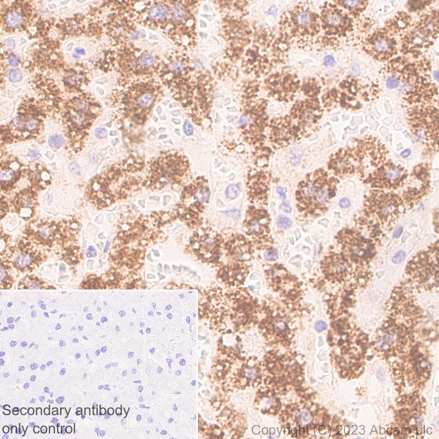 Immunohistochemistry (Formalin/PFA-fixed paraffin-embedded sections) - Anti-FADS2 antibody [EPR27357-82] - BSA and Azide free (ab314318), expandable thumbnail