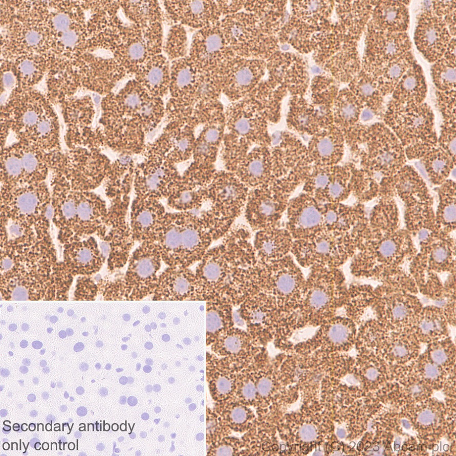 Immunohistochemistry (Formalin/PFA-fixed paraffin-embedded sections) - Anti-FADS2 antibody [EPR27357-82] - BSA and Azide free (ab314318), expandable thumbnail