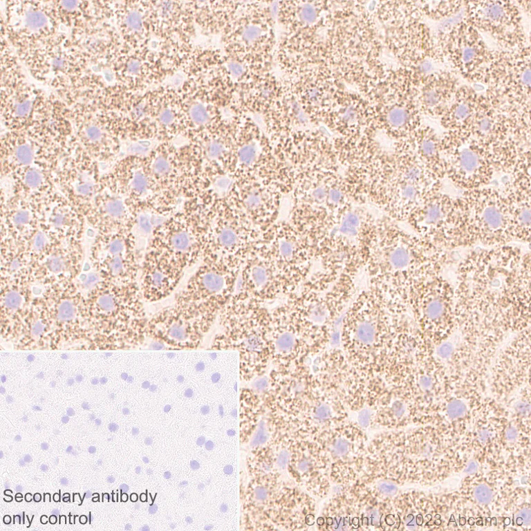 Immunohistochemistry (Formalin/PFA-fixed paraffin-embedded sections) - Anti-FADS2 antibody [EPR27357-82] - BSA and Azide free (AB314318)