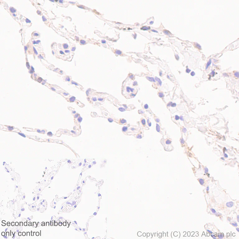 Immunohistochemistry (Formalin/PFA-fixed paraffin-embedded sections) - Anti-FADS2 antibody [EPR27357-82] - BSA and Azide free (AB314318)