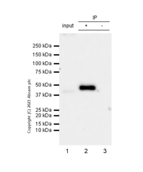 Immunoprecipitation - Anti-FADS2 antibody [EPR27357-82] - BSA and Azide free (ab314318), expandable thumbnail