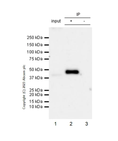 Immunoprecipitation - Anti-FADS2 antibody [EPR27357-82] - BSA and Azide free (AB314318)
