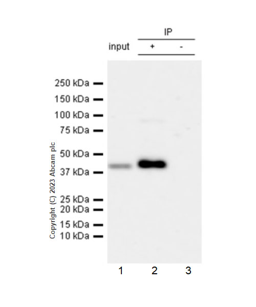 Immunoprecipitation - Anti-FADS2 antibody [EPR27357-82] - BSA and Azide free (ab314318), expandable thumbnail