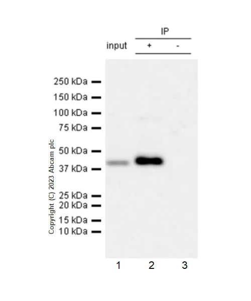 Immunoprecipitation - Anti-FADS2 antibody [EPR27357-82] - BSA and Azide free (AB314318)
