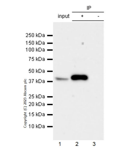 Immunoprecipitation - Anti-FADS2 antibody [EPR27357-82] - BSA and Azide free (ab314318), expandable thumbnail