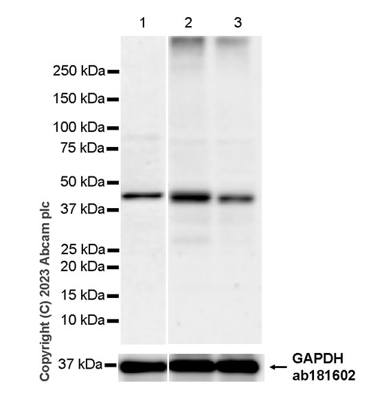 Western blot - Anti-FADS2 antibody [EPR27357-82] - BSA and Azide free (ab314318), expandable thumbnail