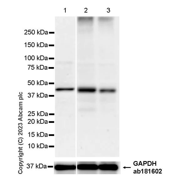 Western blot - Anti-FADS2 antibody [EPR27357-82] - BSA and Azide free (AB314318)