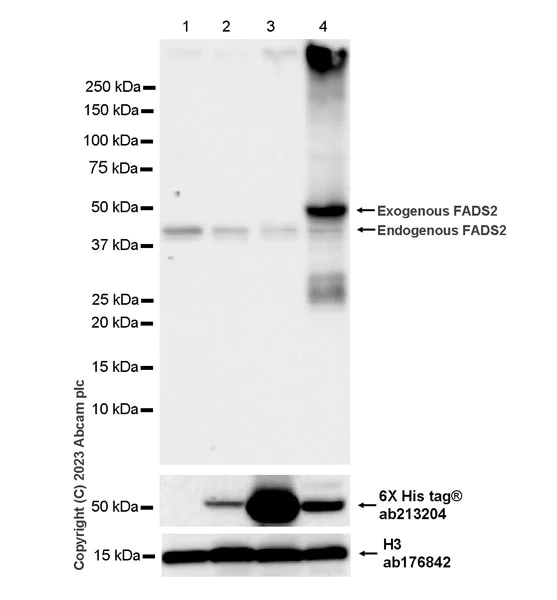 Western blot - Anti-FADS2 antibody [EPR27357-82] - BSA and Azide free (AB314318)