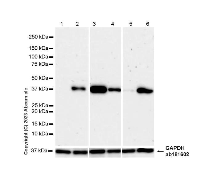 Western blot - Anti-FADS2 antibody [EPR27357-82] - BSA and Azide free (AB314318)
