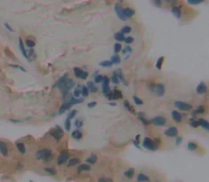 Immunohistochemistry (Formalin/PFA-fixed paraffin-embedded sections) - Anti-FADS3 antibody (AB232810)
