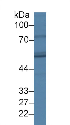 Western blot - Anti-FADS3 antibody (AB232810)